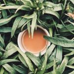 detox herbst fabienne fischer